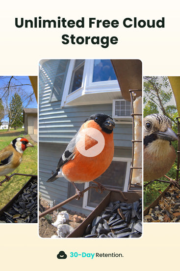 Comedouro inteligente para aves: câmara 1080P/60fps, IA, visão noturna, nuvem e suporte para sebo