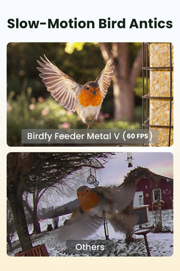 Comedouro inteligente para aves: câmara 1080P/60fps, IA, visão noturna, nuvem e suporte para sebo