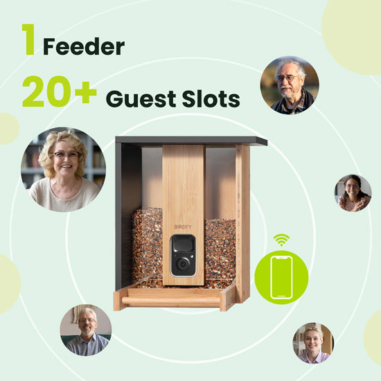 Feeder Bamboo com IA grátis para sempre e energia solar