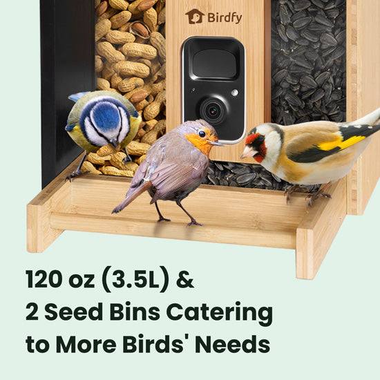 Feeder Bamboo com IA grátis para sempre e energia solar