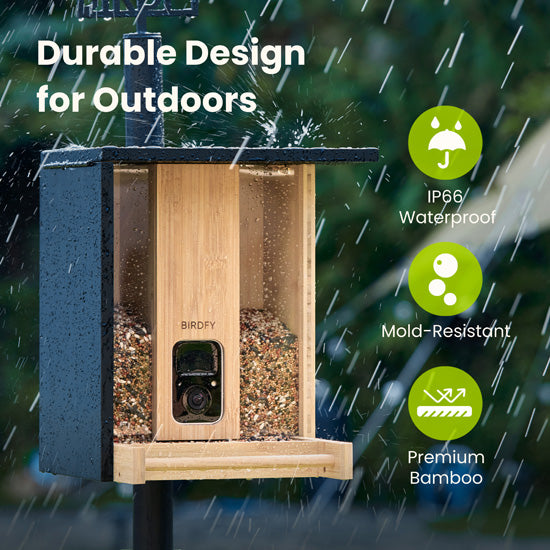 Feeder Bamboo com IA grátis para sempre e energia solar