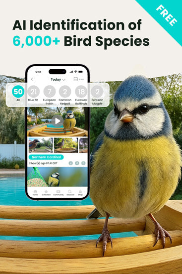 Comedouro para pássaros com câmara: captura automática, notificações em tempo real e poderoso reconhecimento por IA
