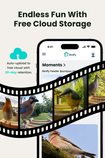 Comedouro para pássaros com câmara: captura automática, notificações em tempo real e poderoso reconhecimento por IA