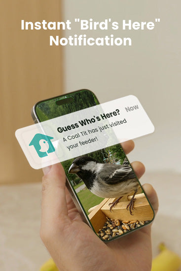 Comedouro para pássaros com câmara: captura automática, notificações em tempo real e poderoso reconhecimento por IA